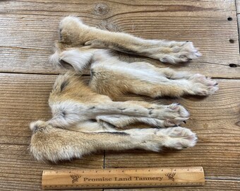 Set of 4 Coyote Feet - Set of Paws - Lot No. 240303-A
