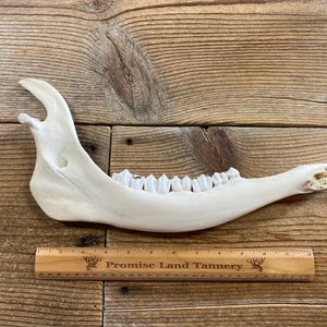 Large Mammal Jaw Bone with Teeth - Lot No. 240907-EEE