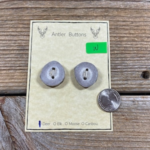 Deer Antler Buttons - 2 Large Buttons - Lot No. BC220125-W
