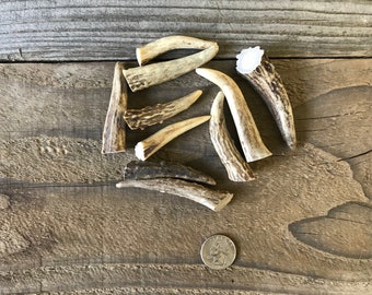 Deer Antler Points Tips - 2-3 Inches - 10 Pieces - Lot No. 190511-N