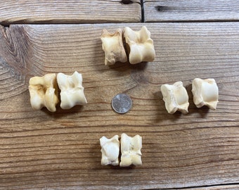 Primitive Astragalus Bone Dice - 2 Pack of Assorted Tali Bone Die - Knucklebones - Stock No 1-88