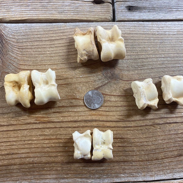 Primitive Astragalus Bone Dice - 2 Pack of Assorted Tali Bone Die - Knucklebones - Stock No 1-88