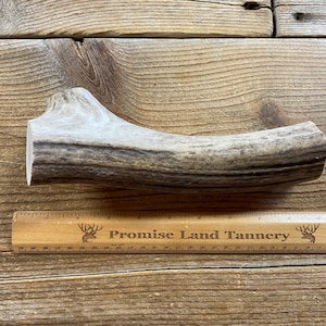 Elk Antler Piece for Knife Handle - Craft Grade - Large - Lot No. 230525-NN