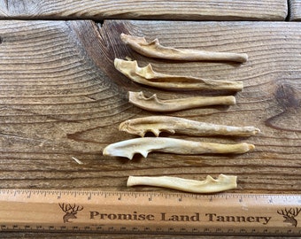 Lot of 6 Nature Cleaned Beaver Ulna Bones - Lot No. 230420-UU