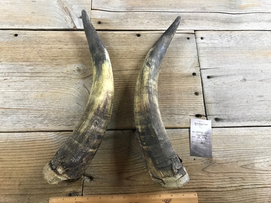 Craft Quality Pair of Bull Horn Caps Steer Cow Horns Lot Etsy