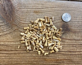 Jewelry Assortment of Beaver Toe Bones - Real Bones - Lot No. 230427-FF