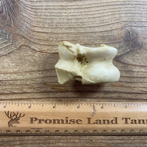 May include: A close-up of a white bone, likely a vertebra, on a wooden surface. A wooden ruler with the text "Promise Land Tannery" is visible below the bone.