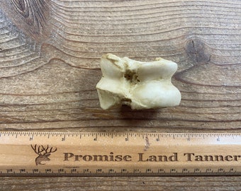 Primitive Astragalus Bone Dice - Pig Tali - Knucklebones - Lot No. 231205-QQ