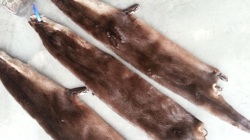 One River Otter Fur Pelt Soft Garment Tanned in Your Choice | Etsy