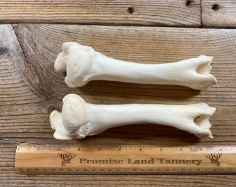 Goat Humerus Bones - Real Bones - Lot No. 230921-FFF