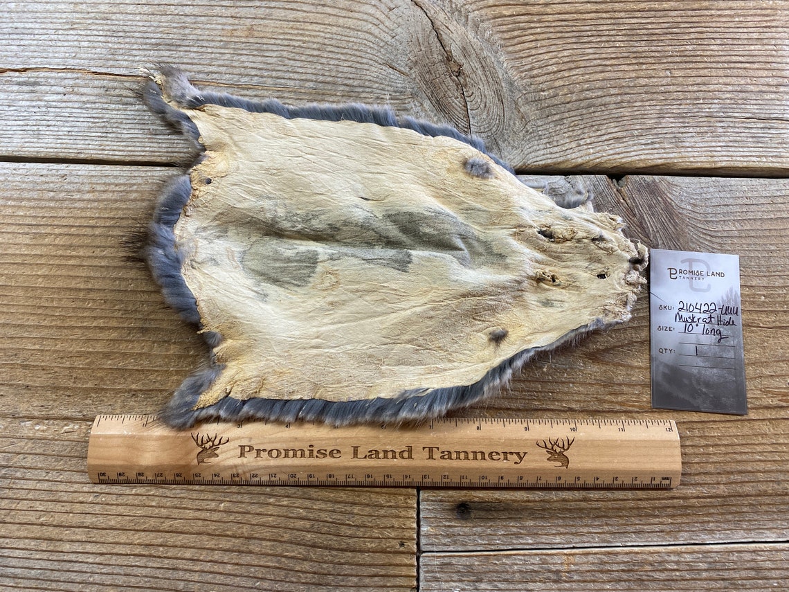 Muskrat Fur Pelt One Small Full Skin Lot No. 210422UUU Etsy