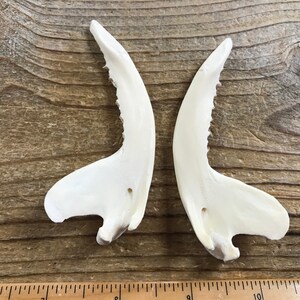 Puede incluir: Dos mand&iacute;bulas de ciervo blancas con dientes, sobre una superficie de madera con una regla para la escala.