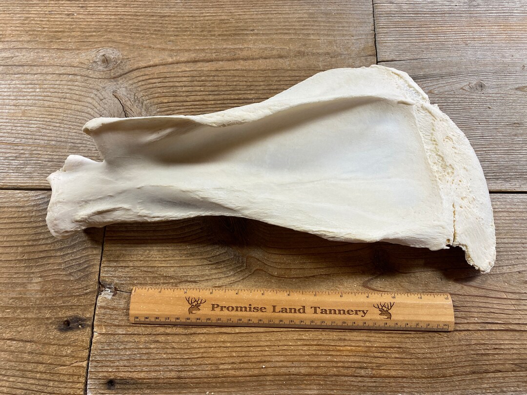 Cow Scapula Bone Real Bones Lot No. 220616CC Etsy