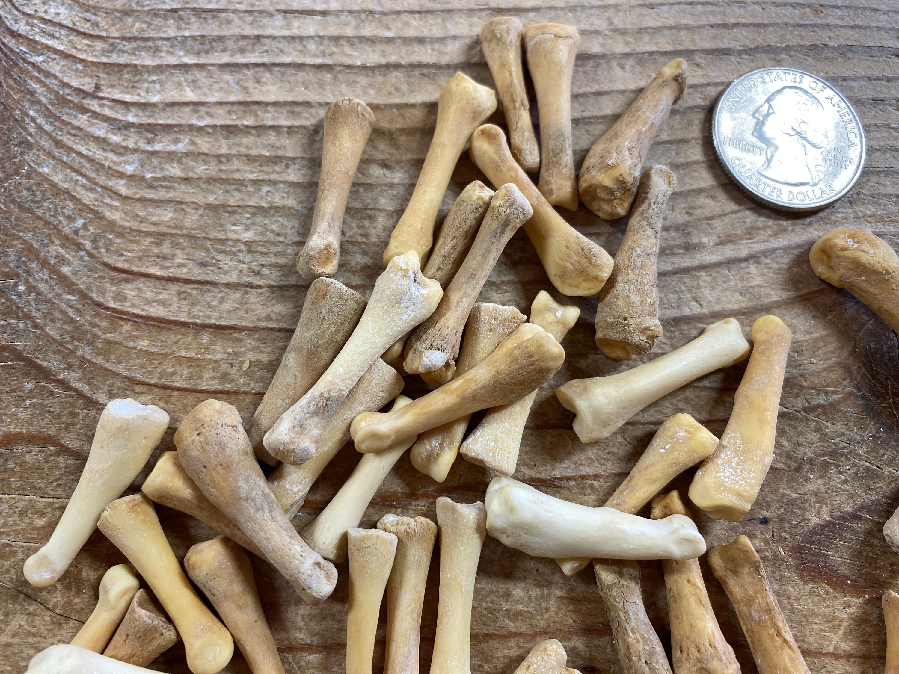 Jewelry Assortment of Beaver Toe Bones - Real Bones - Lot No. 230427-CC ...