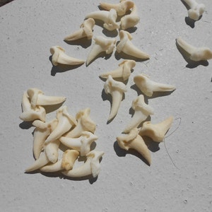 Coyote  Claw Toe Bones - Real Bones - Undrilled - 10 Assorted Pieces - Stock No. 1-10