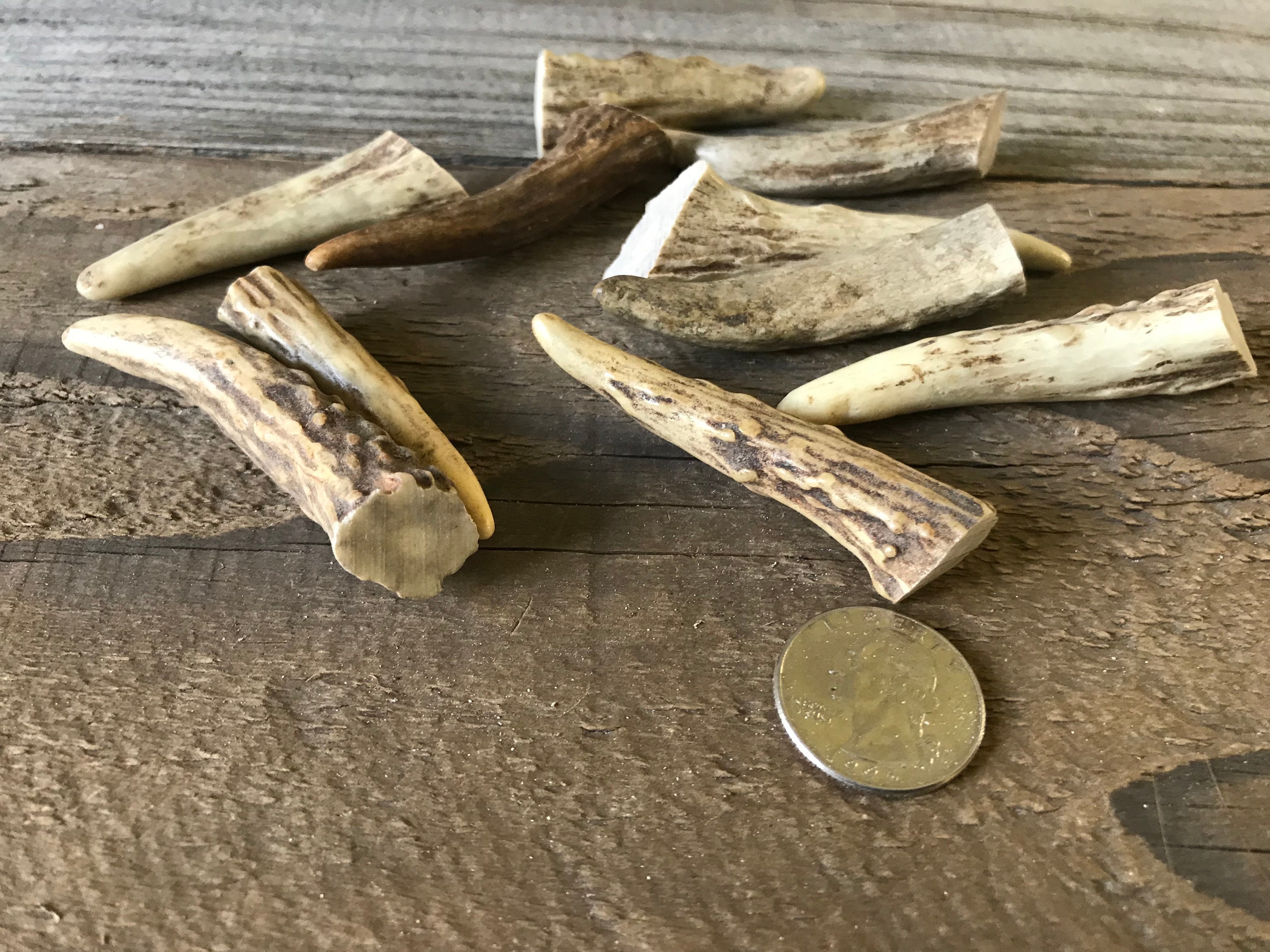 Deer Antler Points Tips 2-3 Inches 10 Pieces Lot No. | Etsy