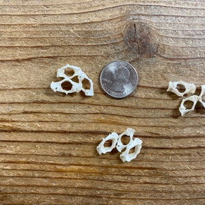 Real Muskrat Atlas Bones - Assorted - 3 Bones - Stock No 1-134