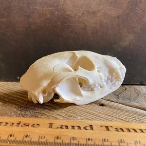 Raccoon Skull - Classic Quality - Procyon lotor - Lot No. 240609-D
