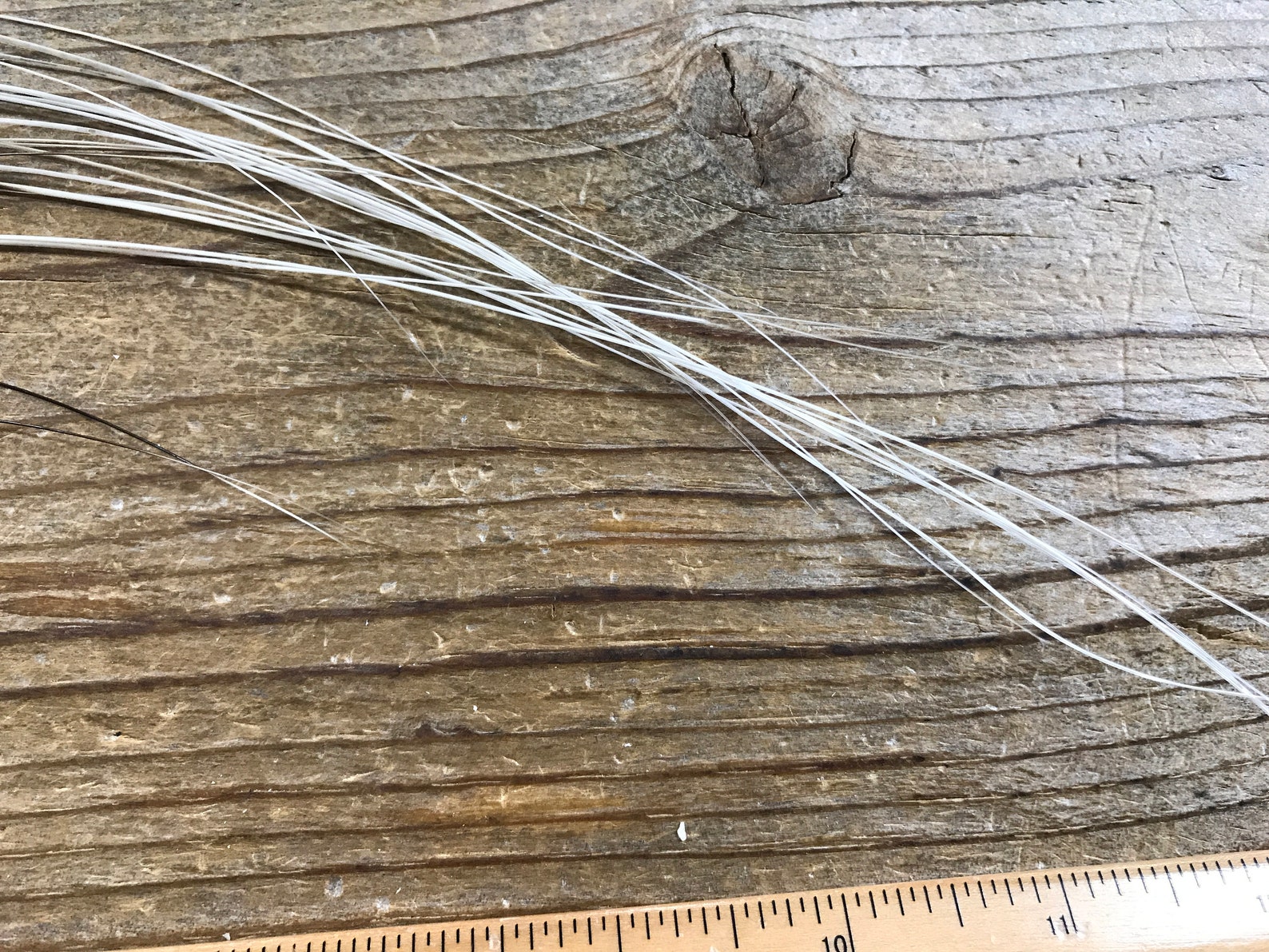 Download Large African Crested Porcupine Hairs Real Hair 20 Pieces | Etsy