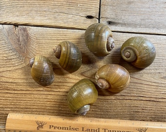 Apple Snail Shells- Lot of Two Large Shells - Stock No. 1-126