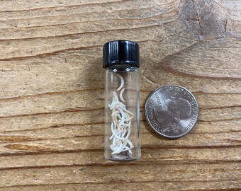 Micro Rodent Incisors in a Glass Vial - Lot No. 211212-ZZ