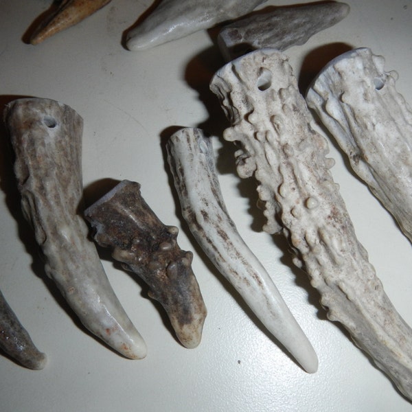 Gnarly Drilled Antler Tips or Points for Pendants Etc - 5 Assorted Pieces - PICK Your SIZE