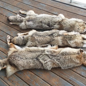 May include: Three coyote pelts are laid out on a weathered wooden deck. The pelts are primarily shades of brown and gray, with visible fur and tails. Each pelt has a tag attached near the head.