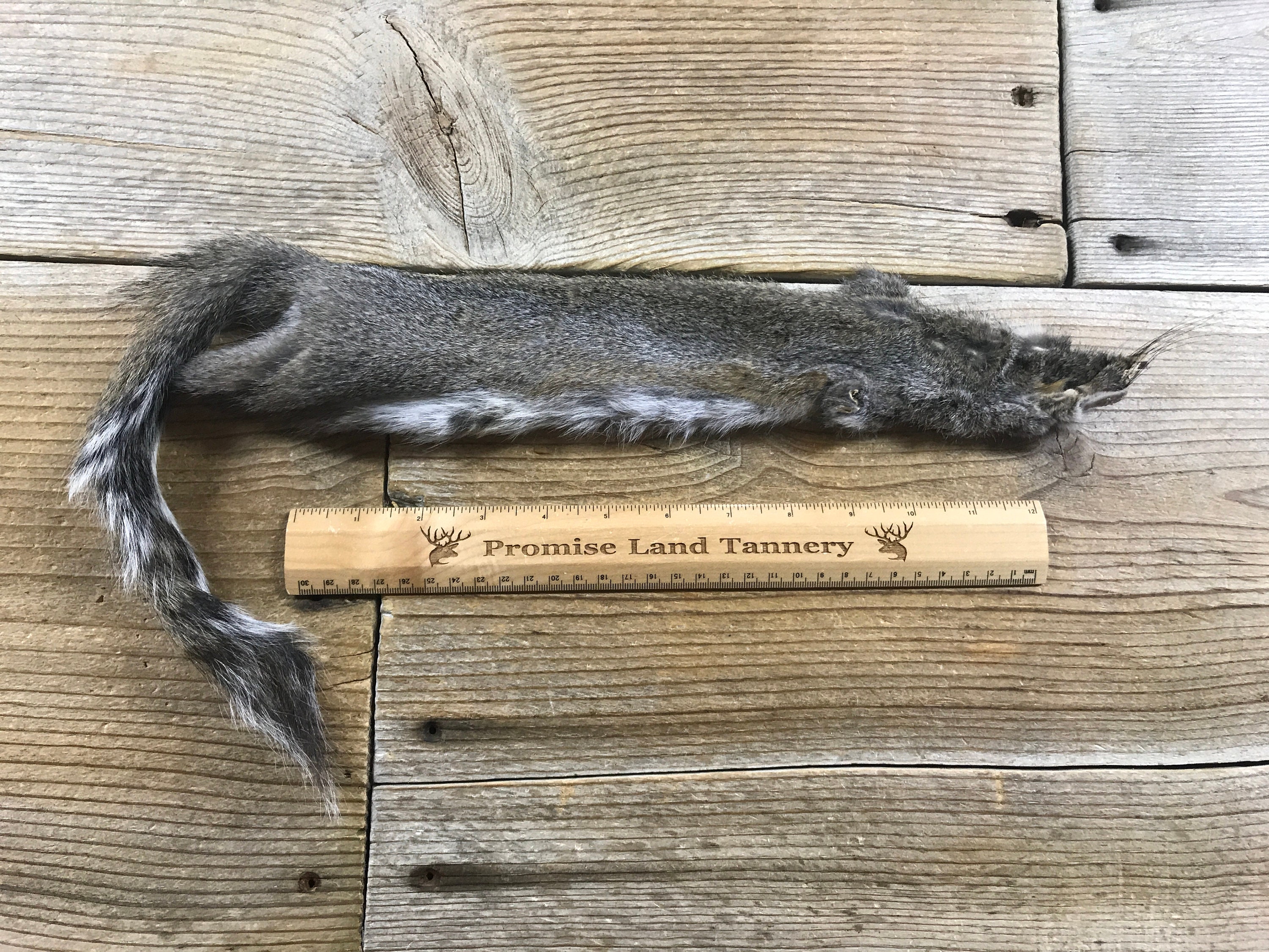 Eastern Grey Squirrel Fur Pelt One Full Skin Lot No. Etsy