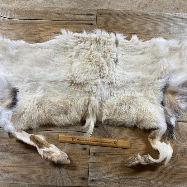 Dairy Goat Hide - Rear Half - Lot No. 231026-A