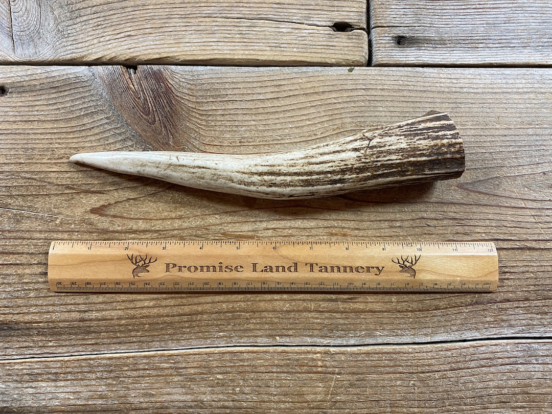 Elk Antler Tine for Knife Handle Large Lot No. 231116VVV Etsy