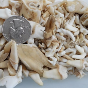 Real Animal Teeth - Assorted Species - 25 Pieces - Stock No. 1-52