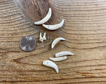 Assortment of Drilled Teeth - Real Animal Teeth - 7 Pieces - Lot No. 220427-EE