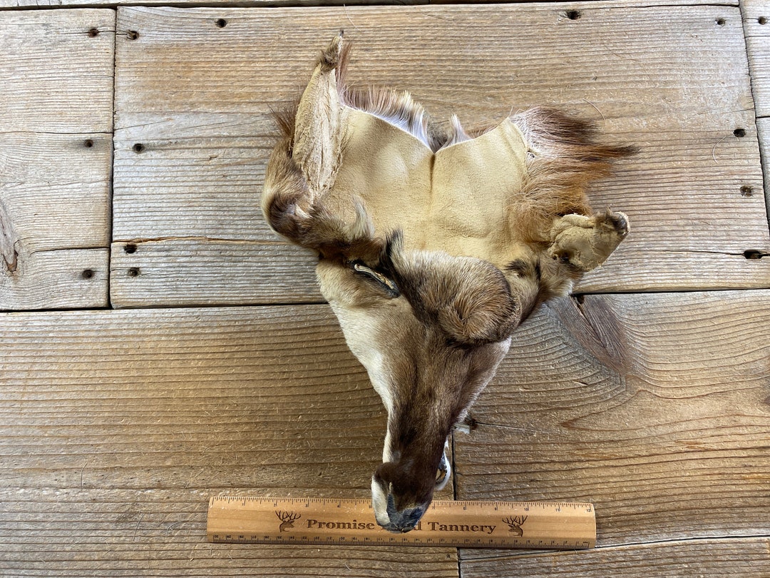 Pronghorn Antelope Face Lot No. 211117-WW - Etsy