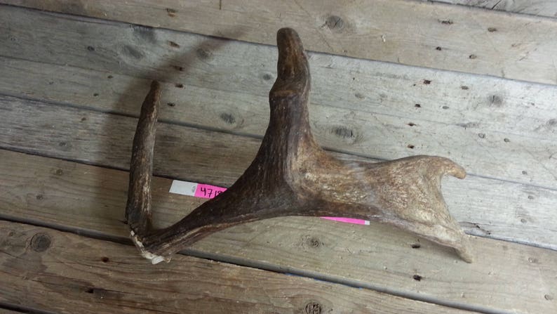Lot No Moose Antler 47189HP Fresh Small Shed