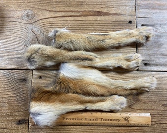 Set of 4 Coyote Feet - Set of Paws - Lot No. 231228-SSS