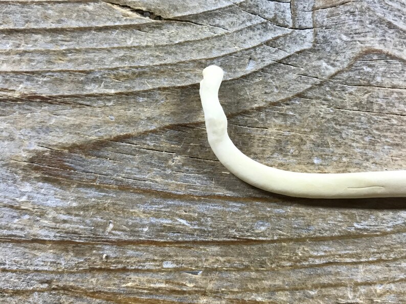 191117-CCC Lot No Raccoon Bacula Bone Real Bones Pathological Baculum