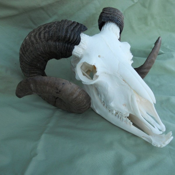 Icelandic Ram Skull - Ovis aries