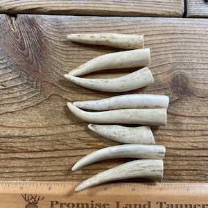 Deer Antler Points - Drilled Your Way - Lot No. 230126-Z