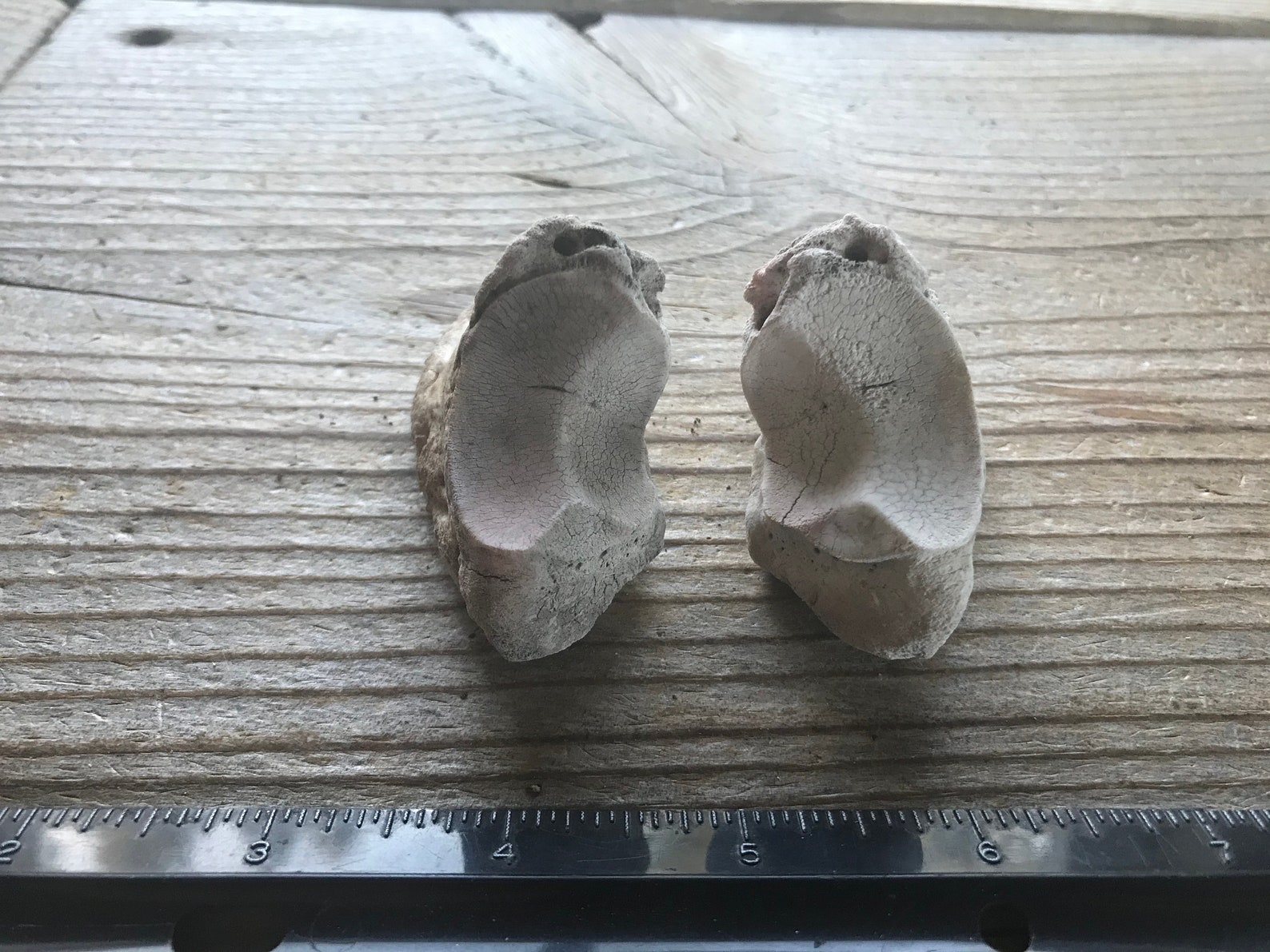 Pair of Nature Cleaned Cow Toe Bones Real Bone Lot No. Etsy