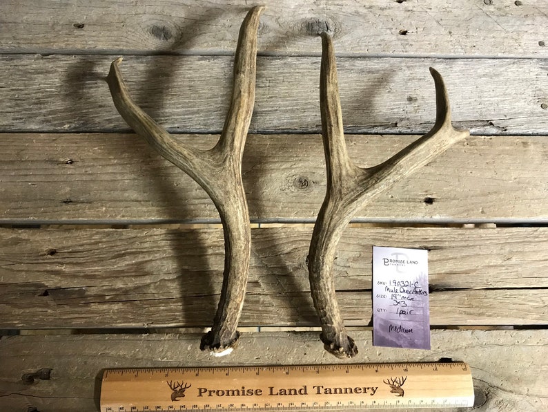 190321-C Medium Matched Pair of Mule Deer Antlers Lot No