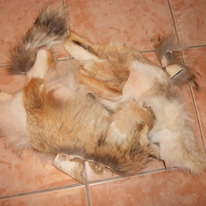 Salvaged  Fur Scraps - CHOICE of Species - Red Fox Coyote Raccoon Etc