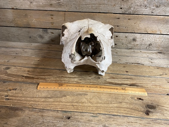 Nature Cleaned Cow Skull - Lot No. 240502-GGG - Etsy
