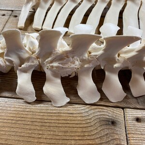 May include: Close-up of a white animal spine, showing the individual vertebrae and their bony processes. The spine is lying on a wooden surface.