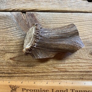 May include: A close-up of a light brown antler with a rough texture. The antler is about 5 inches long and 2 inches wide. It is sitting on a wooden surface.