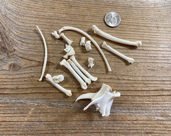 Jewelry Assortment of Bobcat Bones - Real Bones - Lot No. 230716-SSS