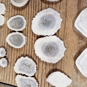 May include: Various white and grey antler slices displayed on a wooden surface. The slices have a textured, porous interior and vary in size and shape. The wood has a natural, light brown colour with visible grain.
