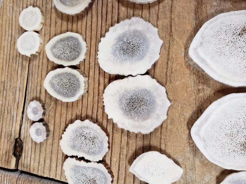 May include: Various white and grey antler slices displayed on a wooden surface. The slices have a textured, porous interior and vary in size and shape. The wood has a natural, light brown colour with visible grain.