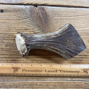 May include: A section of a deer antler, showcasing a natural, textured surface with shades of brown and tan. The antler is positioned on a wooden surface, with a ruler that reads "Promise Land Tannery".