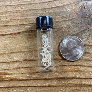May include: A small glass vial filled with white, curved, bone-like objects. The vial has a black screw-top lid. A US quarter is shown for scale.