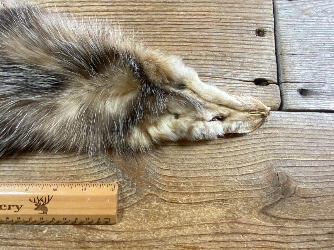 Virginia Opossum Pelt Wallhanger Quality Fur Soft Tanned Etsy